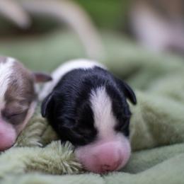 Border Collie, Papillon, Sporty Mix, and Whippet Puppies from Old Hemp Border Collies / Open Horizon Sport Dogs