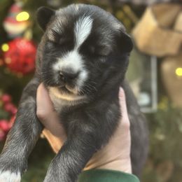 Aspen - Black and white female Siberian Husky puppy in Slippery Rock, Pennsylvania from Stone Ridge Huskies