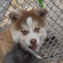 Chase - Red and white male Pomsky puppy in Spring Hill, Florida from PDQ Pomskies