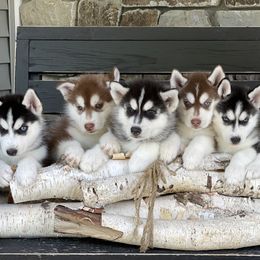 Siberian Husky Puppies from Antler Creek Siberians