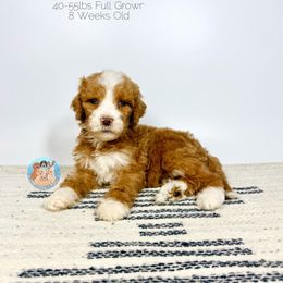 Lavender - Parti female Goldendoodle puppy in Southwest Ranches, Florida from Dandy Doodle Ranch