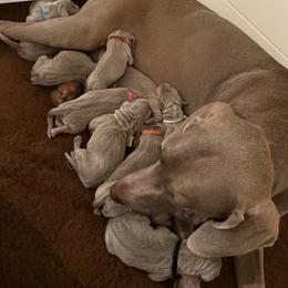 Weimaraner Puppies from Trax Weimaraners