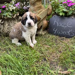 Haze - Brown and white female Saint Berdoodle puppy in Traverse City, Michigan from Bare Paws Saint Berdoodles