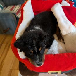 Squire - Black tri-color male Australian Shepherd puppy in Cherry Grove, Oregon from TLC Dream and Pureland Australian Shepherds