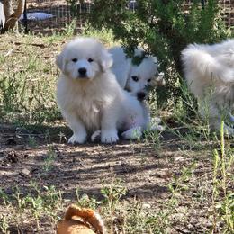 HAALAND - White male Great Pyrenees puppy in Trinidad, Colorado from Prospect Pyrenees