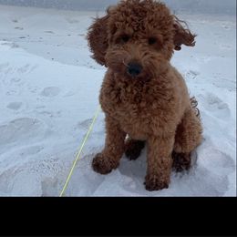 Reba - Goldendoodle