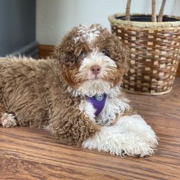 Jinx - Bernedoodle