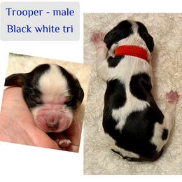 Trooper - Black white and tan male English Springer Spaniel puppy in Madison, Indiana from McCollough's Pawsome Spaniels and Danny's Delightful Dachshunds