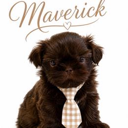 Maverick - Liver male Shih Tzu puppy in Dallas, Texas from Heart and Soul Shih Tzu