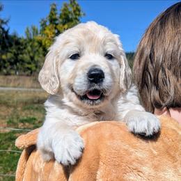 Yellow Female - Light golden female Golden Retriever puppy in Roseburg, Oregon from Unbound Goldens