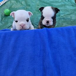 Bulldog Puppies from Chief Bulldogs