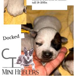 Girl 1 - Red speckled female Australian Cattle Dog puppy in Chelsea, Oklahoma from CT Mini Heelers