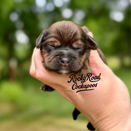 Clank - Sable male Cockapoo puppy in Nashville, Arkansas from Rocky Road Puppies