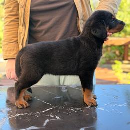 Beatrice Von Zirbes Hundehutte - Black and tan female Beauceron puppy in Excelsior, Minnesota from Von Zirbes Hundehutte