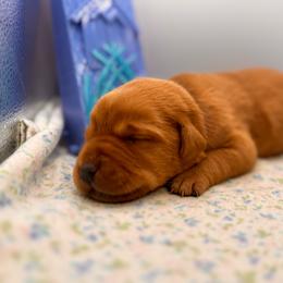 Buldac - Yellow female Labrador Retriever puppy in Carlsbad, New Mexico from ECMO Farm Dalmatians & Labrador Retrievers