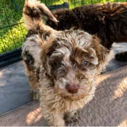 Orange collar - Merle female Goldendoodle puppy in Christiana, Tennessee from Rechlicz Family Doodles