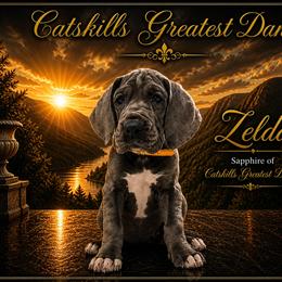Ezra - Blue female Great Dane puppy in Liberty, New York from Catskills Greatest Danes