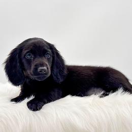 Mace - Black male Dachshund puppy in Litchfield, Illinois from Charmm Dachshunds