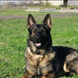 Fury - German Shepherd