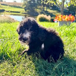 Onyx - Black and white male Aussiedoodle puppy in Taylor, Missouri from Pawsitively Doodles