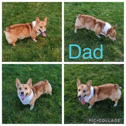Pembroke Welsh Corgi Puppies from Morgan Corgis