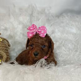 Aurora OFA and CHIC sire - Red  female Poodle puppy in Westfield, North Carolina from Legacy Pets