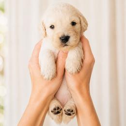 Pearl - White female Double Doodle puppy in Whitsett, North Carolina from Rock Creek Doodles