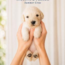 Pearl - White female Double Doodle puppy in Whitsett, North Carolina from Rock Creek Doodles