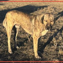 Anatolian Shepherd Dog All Grown Up from Fyne Acres