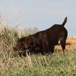 Gunner - German Shorthaired Pointer
