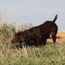 Gunner - German Shorthaired Pointer