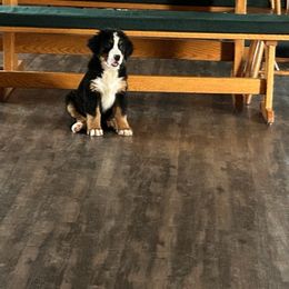 Bernese Mountain Dog Puppies from Lonesome Pine Farm