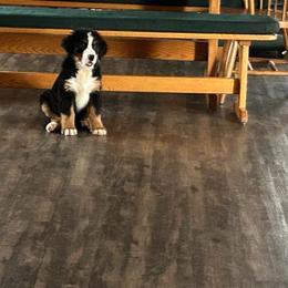 Bernese Mountain Dog Puppies from Lonesome Pine Farm