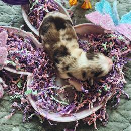 Red hq Merle Female - Red merle female Australian Shepherd puppy in Sioux Falls, Sd Area, South Dakota from Diamond Aussies N the Rough