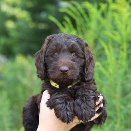 Yellow - Chocolate female Australian Labradoodle puppy in Williamstown, New York from Lewis Manor Labradoodles