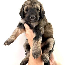 Bernedoodle Puppies from Triple W Doodles