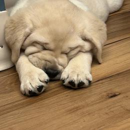 Labrador Retriever Puppies from Pineview Meadow Labradors