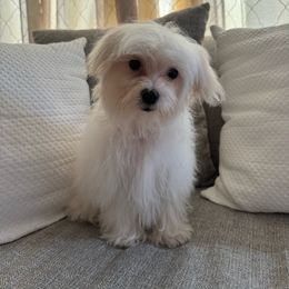Dumbledore - Maltese puppy from Lizeth's Pups