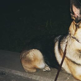 German Shepherds from Vetters Canine