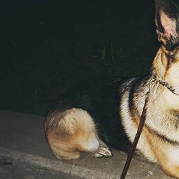 German Shepherds from Vetters Canine