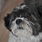 Shichon All Grown Up from Loving Paws Teddy Bear Patch