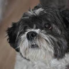 Shichon All Grown Up from Loving Paws Teddy Bear Patch