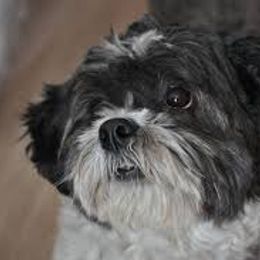 Shichon All Grown Up from Loving Paws Teddy Bear Patch