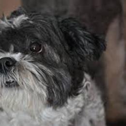 Shichon All Grown Up from Loving Paws Teddy Bear Patch