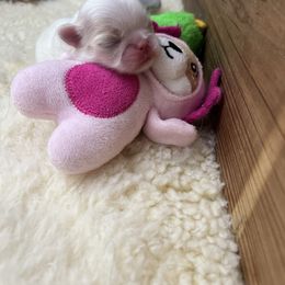 Lemon girl - Lemon and white female Japanese Chin puppy in Little Rock, Arkansas from Montra Japanese Chin & Cavalier King Charles Spaniels