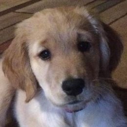 Golden Retriever Puppies from Lori Copsey's Golden Retrievers