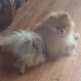 Oliver - Pomeranian