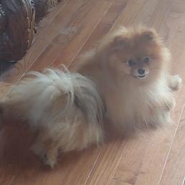 Oliver - Pomeranian