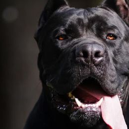 Cane Corso from Gladiator Acres