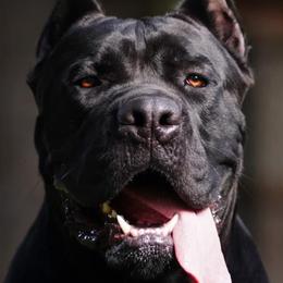 Cane Corso from Gladiator Acres